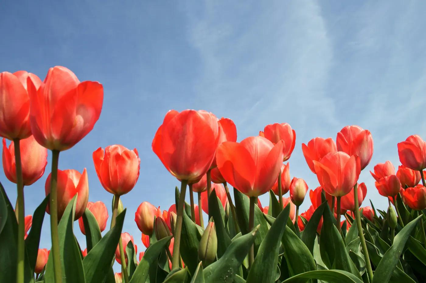 Christmas & Festive Flowers in Leeds: A Seasonal Guide