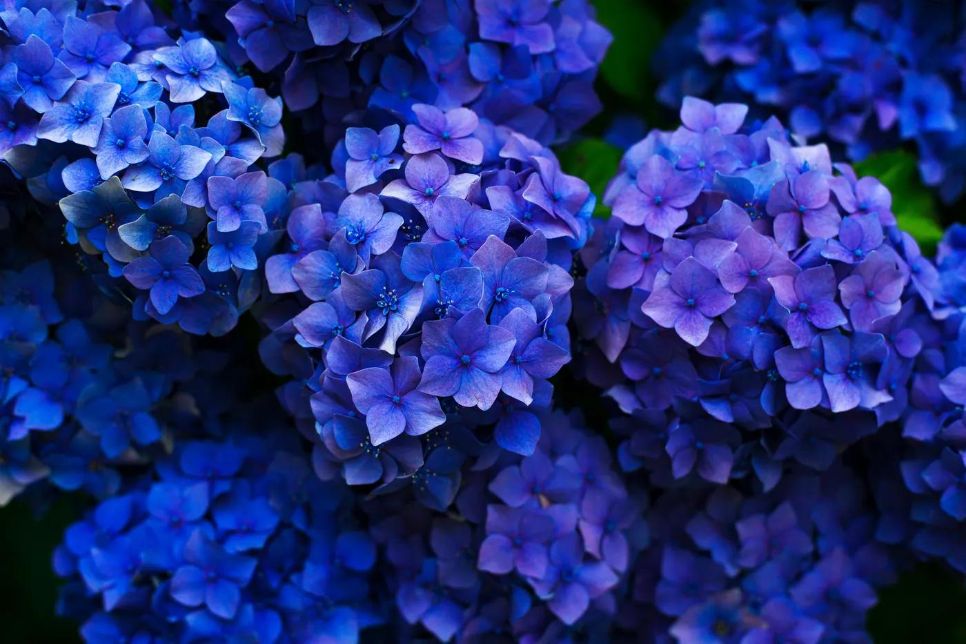 How to Make Fresh Flowers Last Longer: A Florist’s Guide