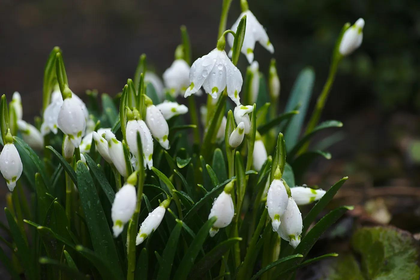 Wedding Flowers by Season (UK)