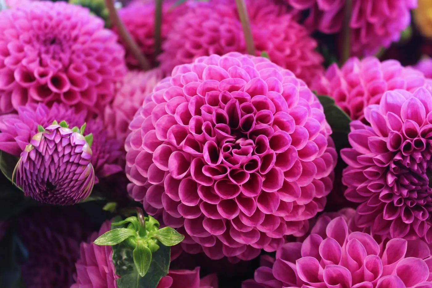 Best Flowers for an Anniversary