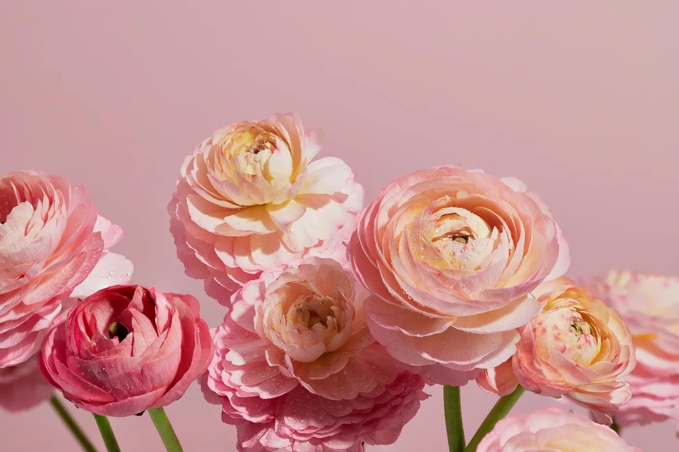 Best Flowers to Say Sorry or Thank You
