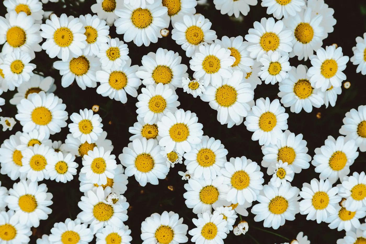 Are Your Flowers Eco-Friendly? Our Approach
