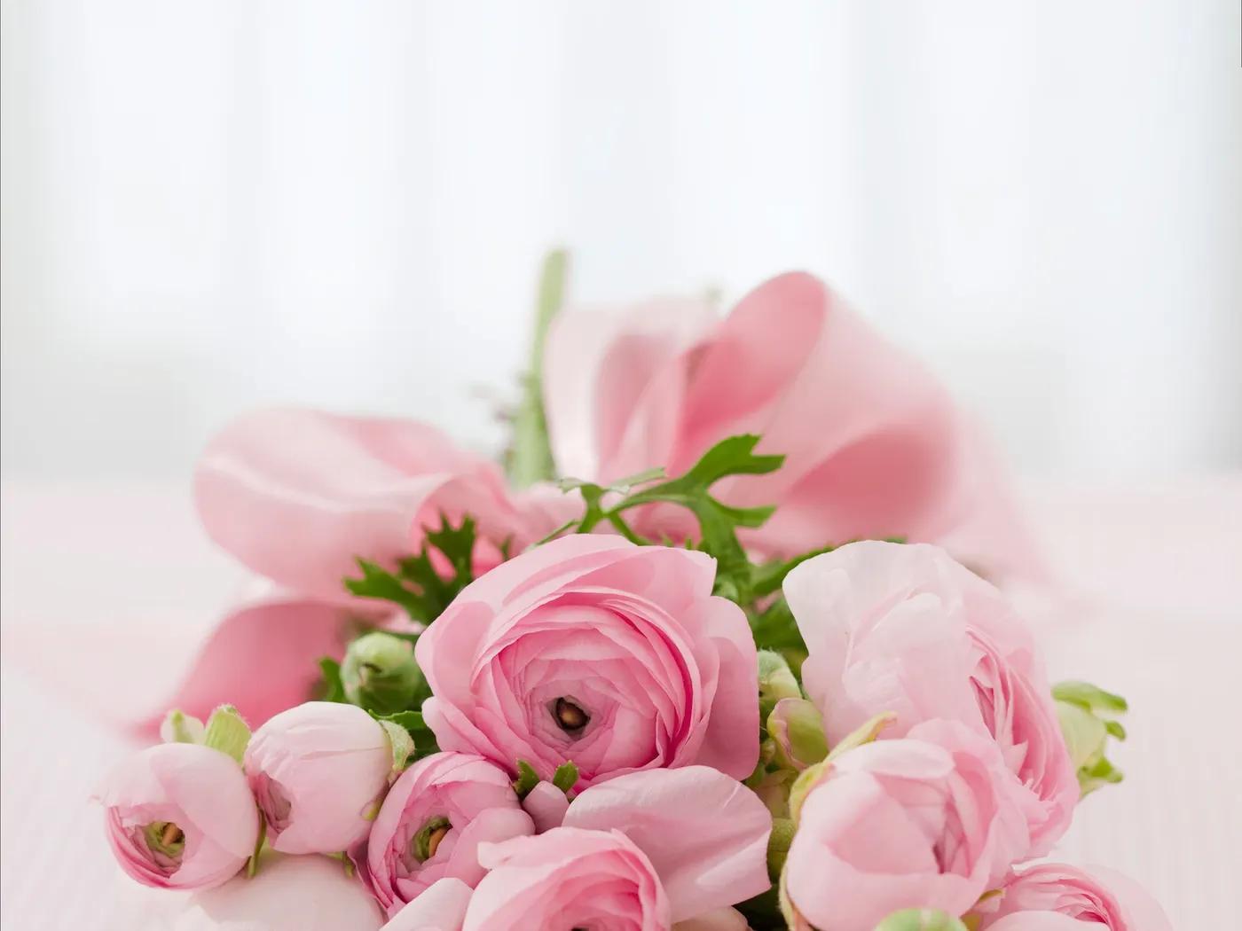 Peony Meaning: Romance, Prosperity & Season