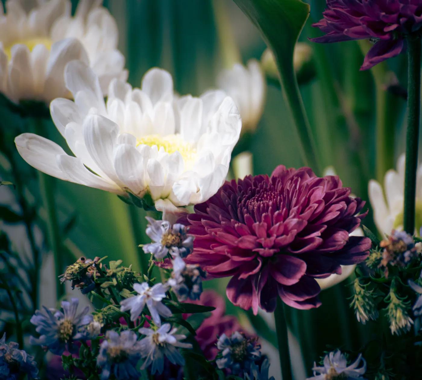 Scent-Free & Pollen-Free Flower Gifts
