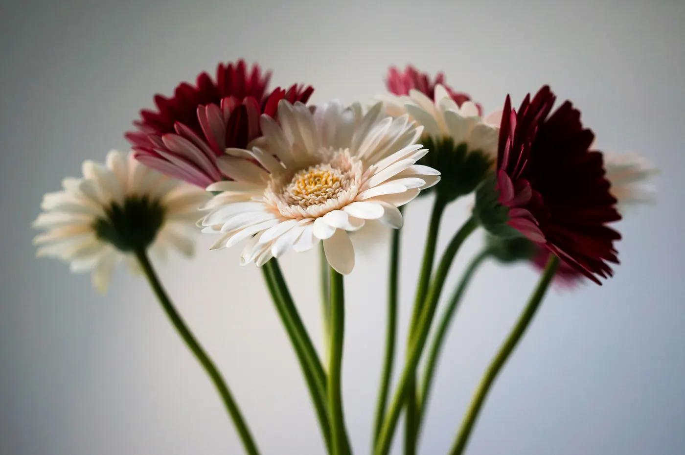 Spring Flowers: What's in Season
