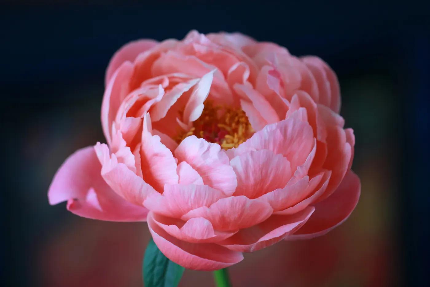 Preserved Flower Character Art, Explained