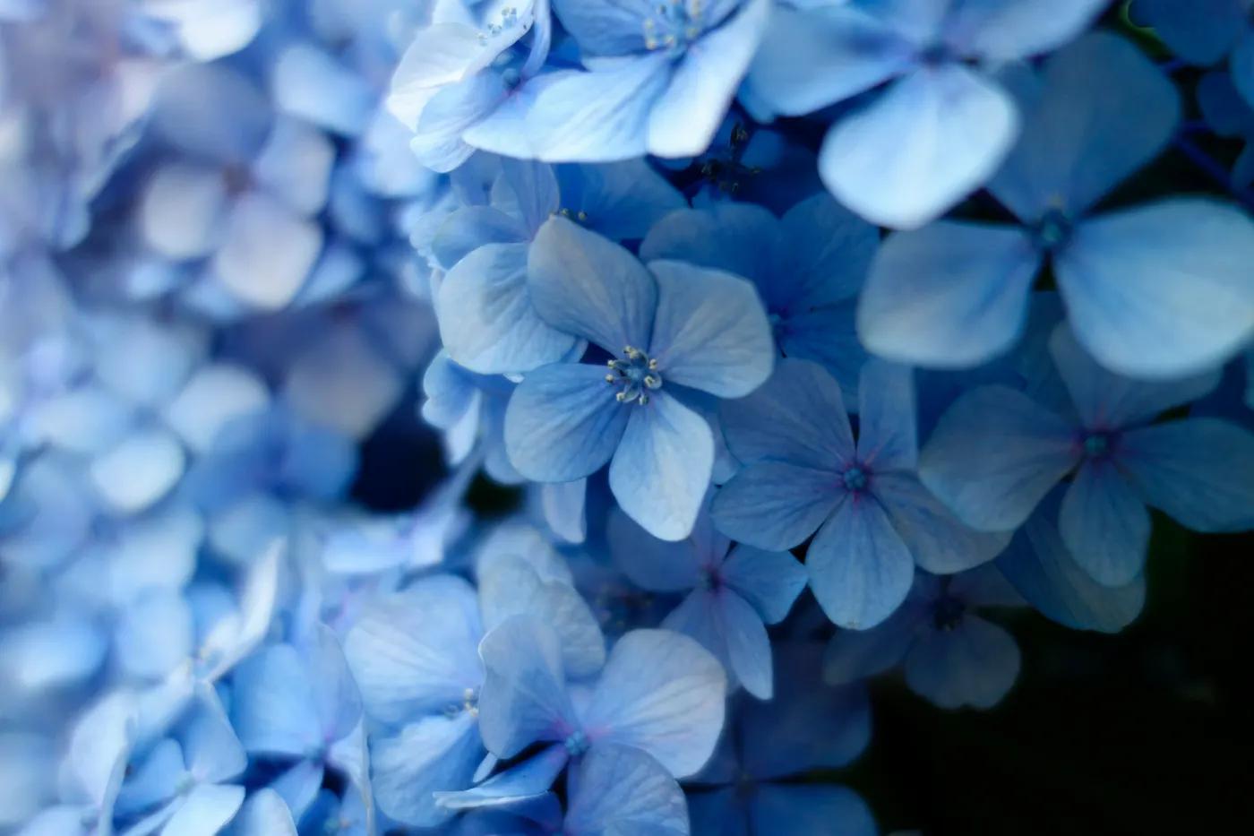 Summer Flowers: What's in Season